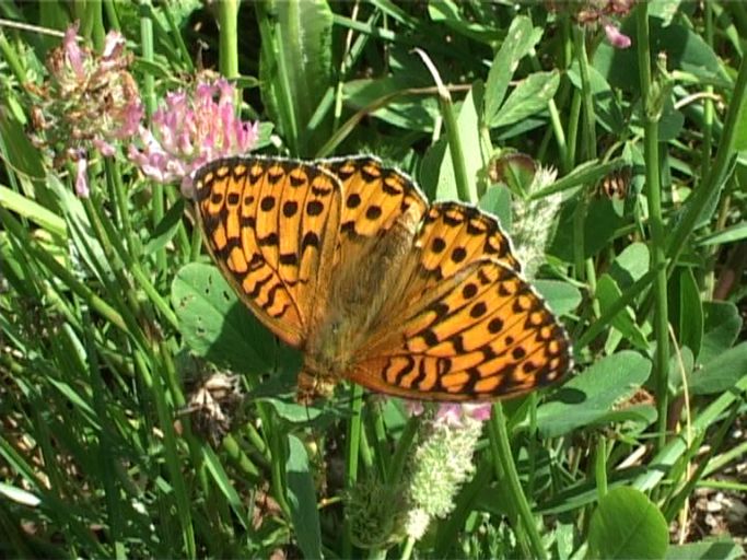 Großer Perlmutterfalter ( Argynnis aglaja ), auf einer Magerwiese : Langschlägerwald im Waldviertel, Niederösterreich, 08.07.2007